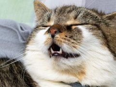 Cat with a runny nose, in the middle of a sneeze