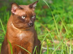 Cat with nasal discharge, a possible sign of respiratory issues or allergies.