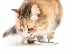 Cat with supplement powder in spoon