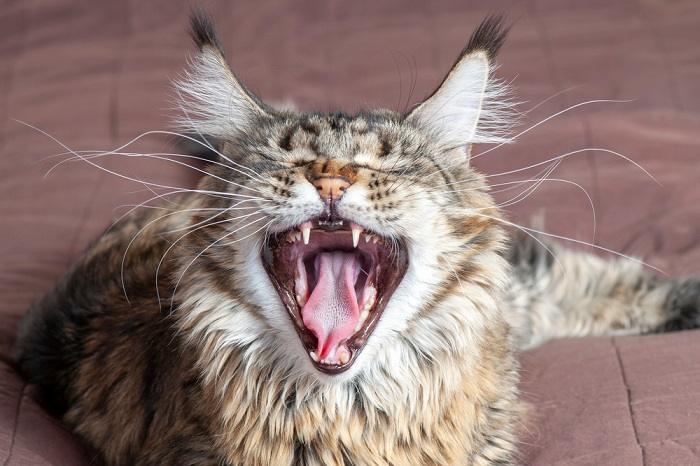 Cat yawning.