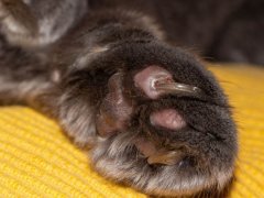 Cat’s paw with ingrown nail growing into pad