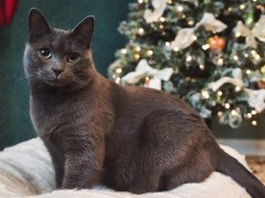 Grey cat sitting on white plush cat bed in front of decorative Christmas tree