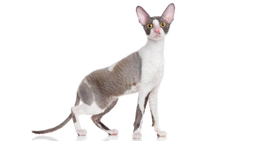 Cornish Rex