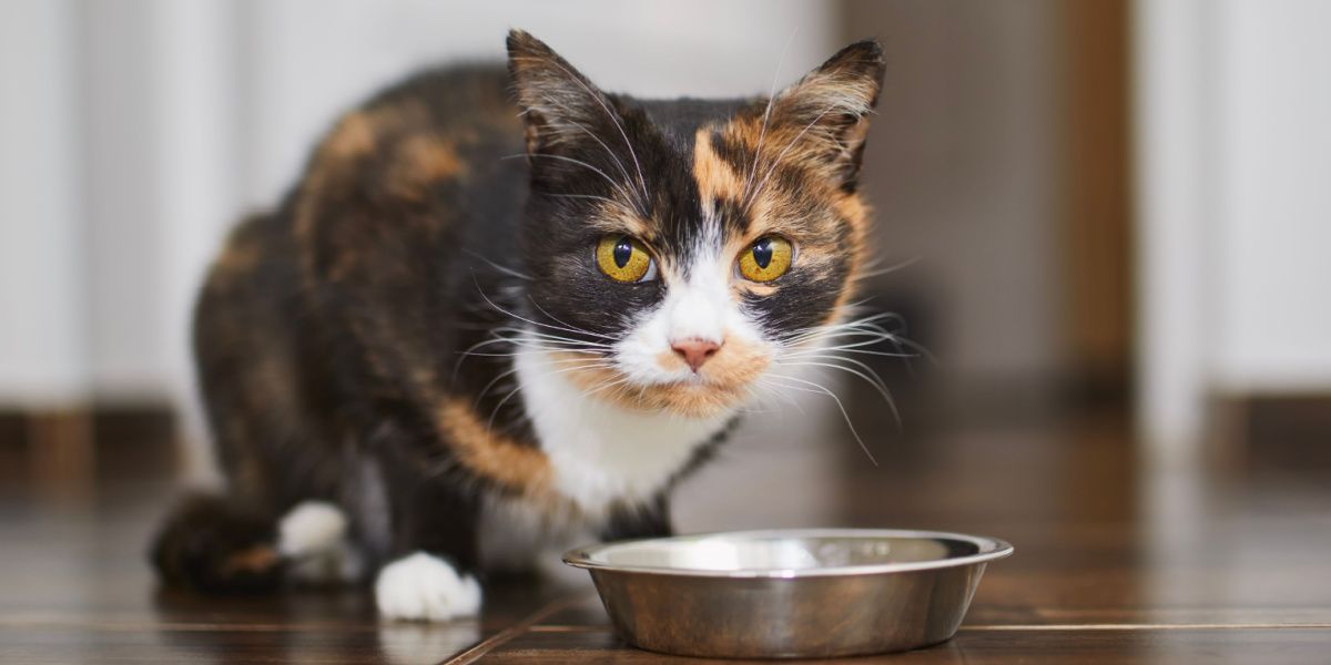 Cute brown cat eating from metal bowl at home