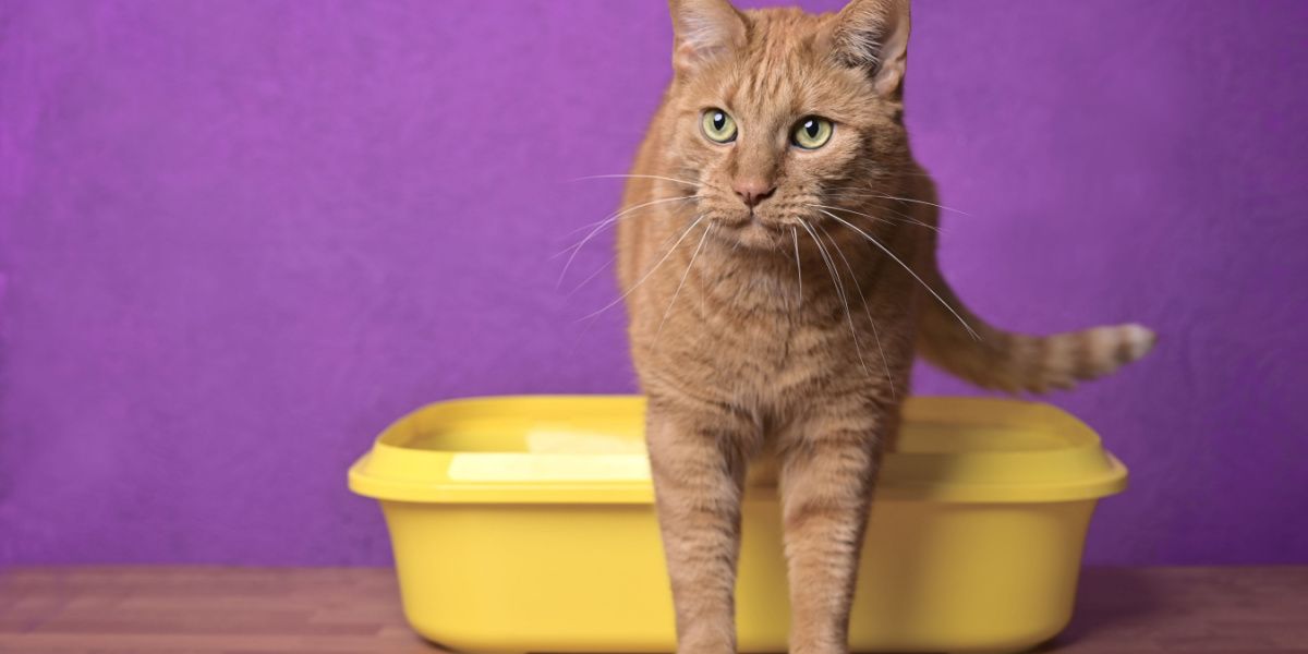 A cute red cat emerging from a yellow litter box