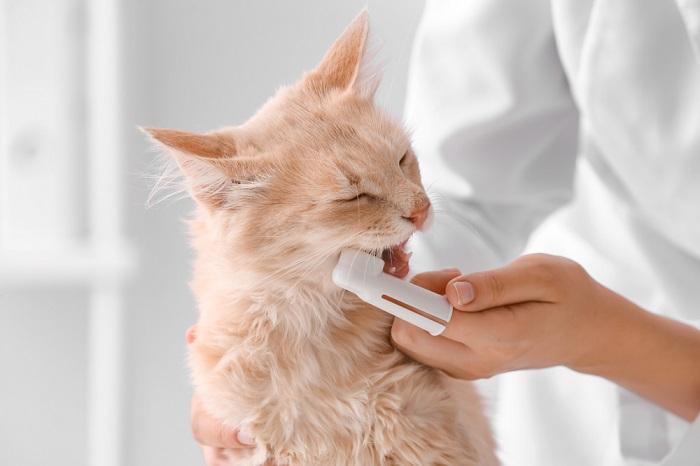 Cat receiving dental care.