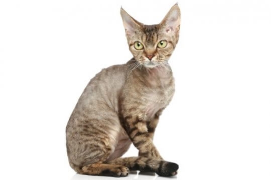 Devon Rex