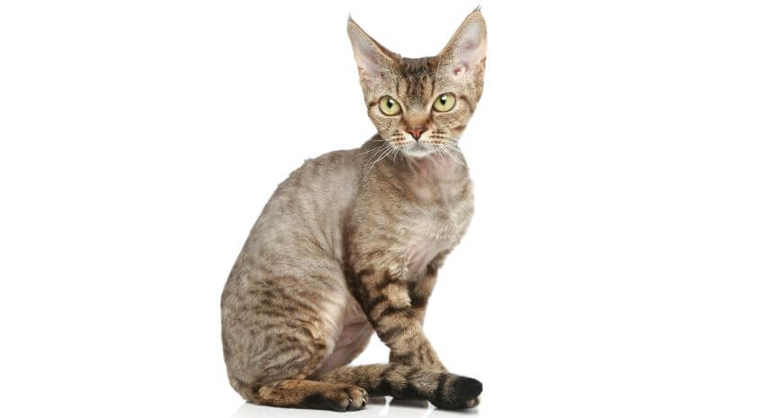 Devon Rex