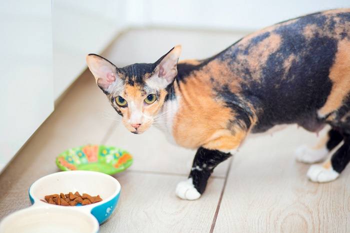 A Devon Rex cat enjoying a meal.