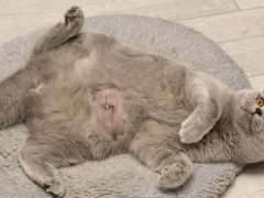 Domestic gray British Shorthair cat