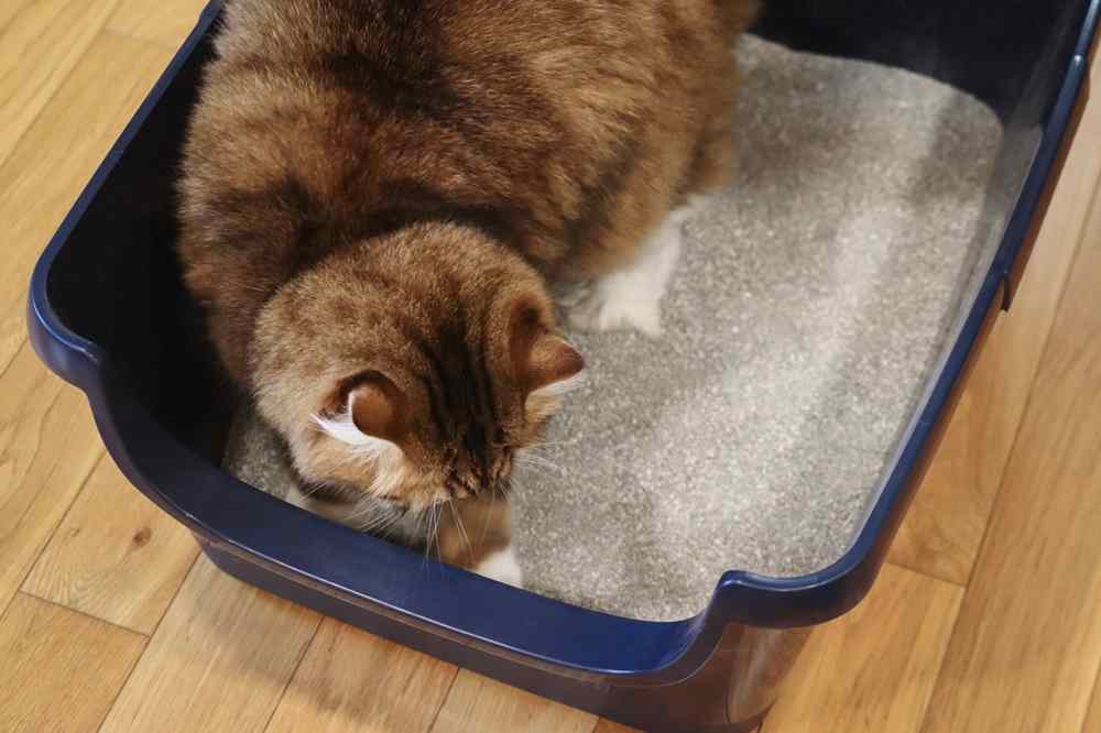 Ever Clean Unscented Extra Strength Super Premium Clumping Cat Litter