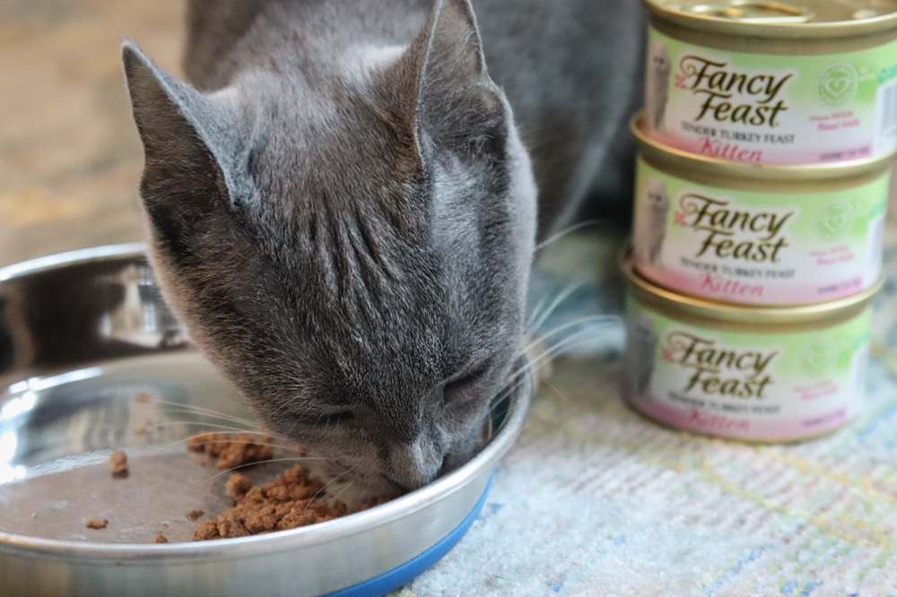 Fancy Feast Kitten Tender Turkey Feast Wet Canned Cat Food