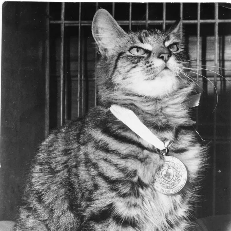 First Cat to Receive the Blue Cross Medal