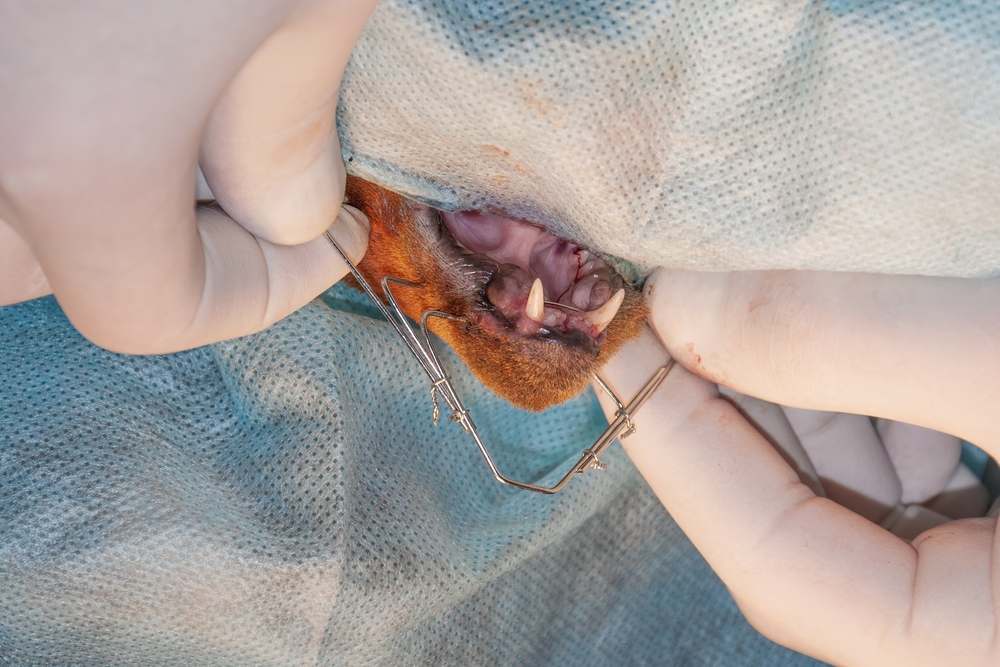 Fixation of a jaw fracture. Osteosynthesis of the mandible. Frame of external fixation of a bone by surgical pins.