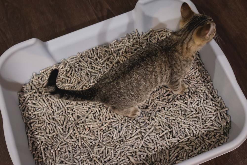 Fresh News Recycled Paper Cat Litter