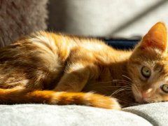 Ginger cat basking in the sun