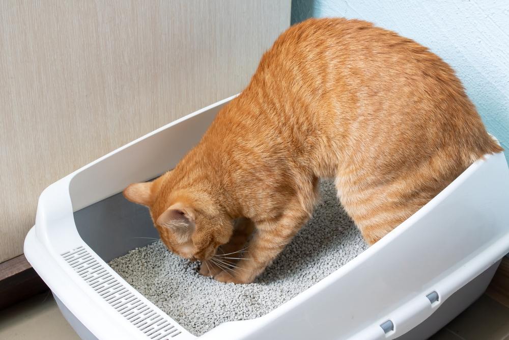 ginger cat scratches at litter in gray and white litter box