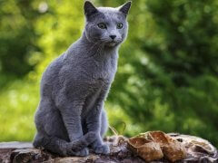 Grey little cat breed Russian Blue