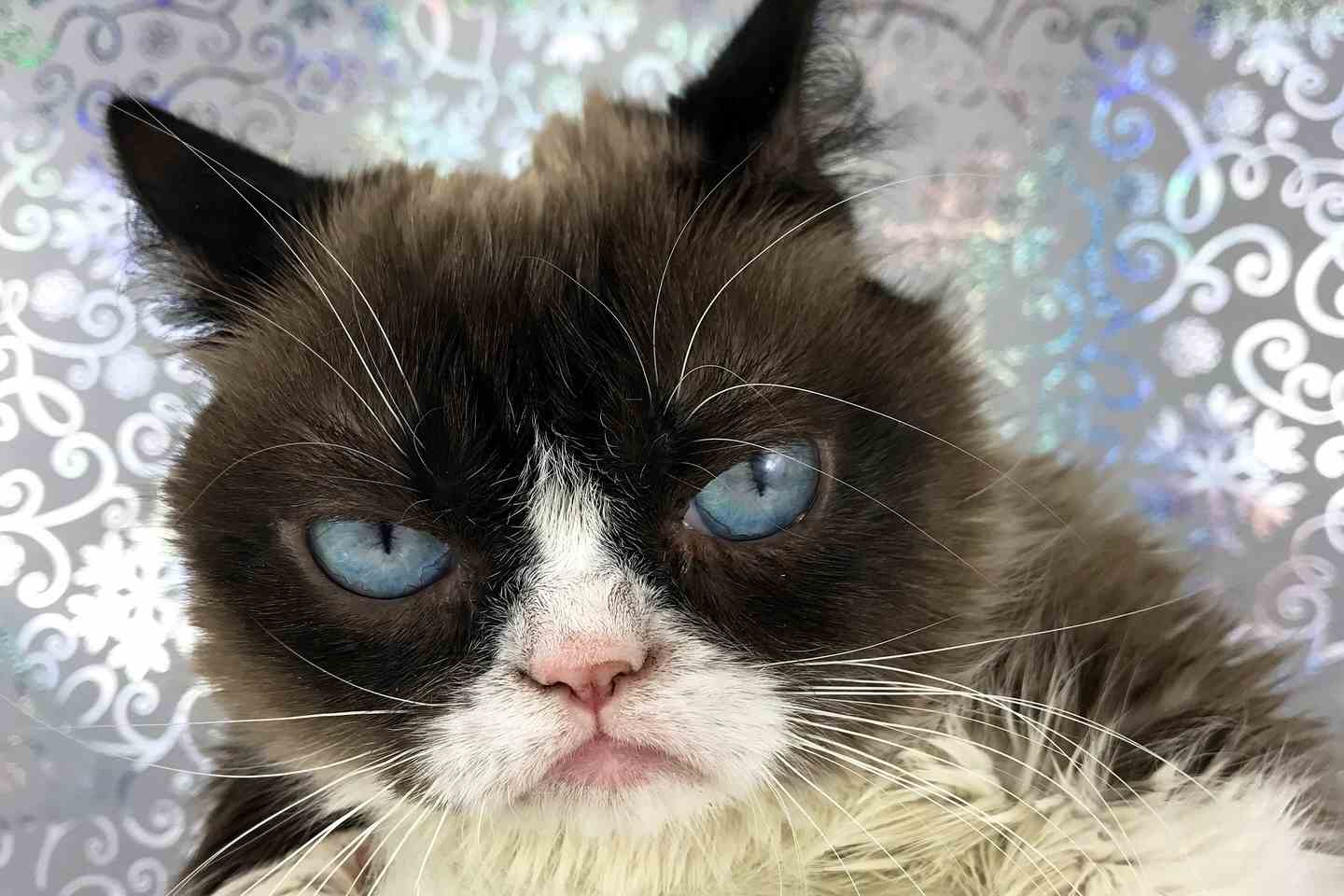 Grumpy Cat