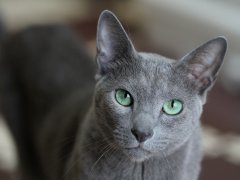 Healthiest cat breeds Russian Blue cat