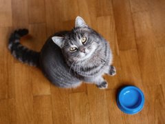 Hungry cat looking up next to empty blue food bowl