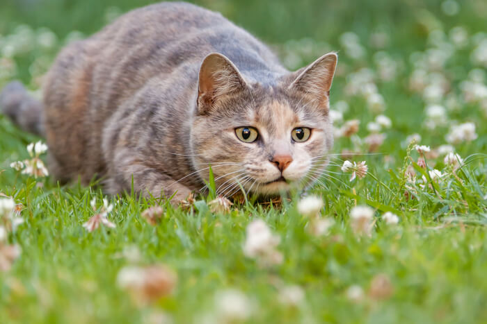 Cat pouncing outside