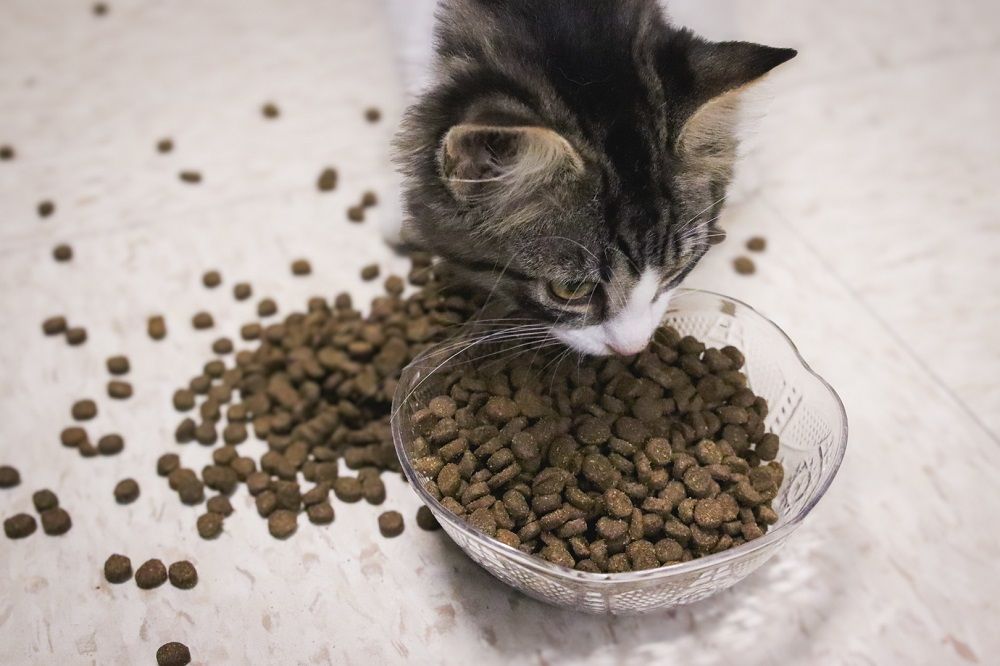 Open Farm Kitten Grain-Free Dry Cat Food