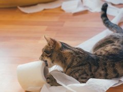 Kitten gnawing on toilet roll