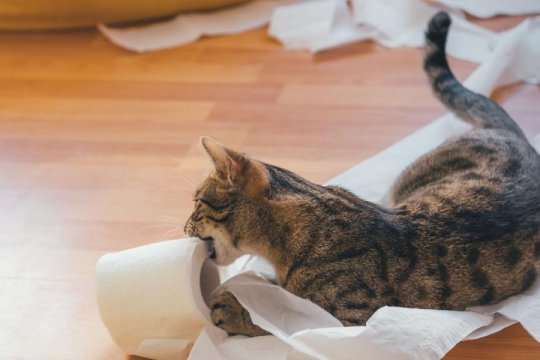 6 Things You’re Doing To Make Your Cat Misbehave