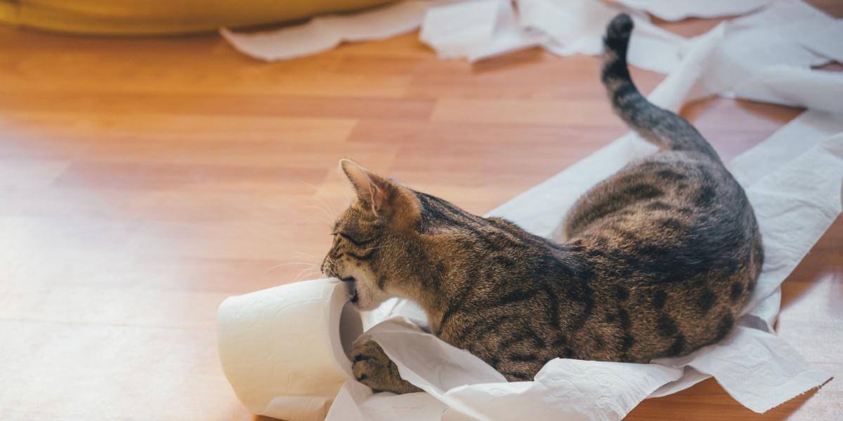 Kitten gnawing on toilet roll