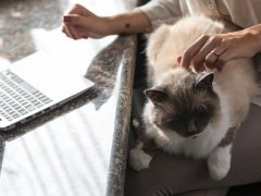 Large cat relaxing on its owners lap