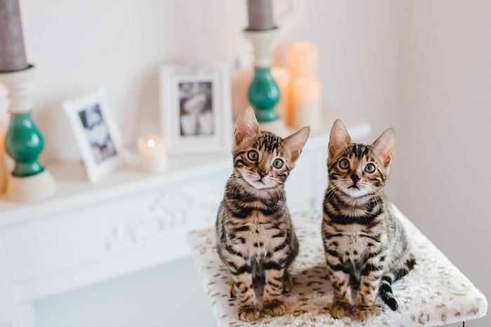 Leopard-patterned kitten, showcasing its wild and playful nature.