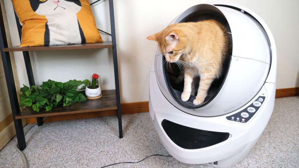 Cat inside of Litter Robot