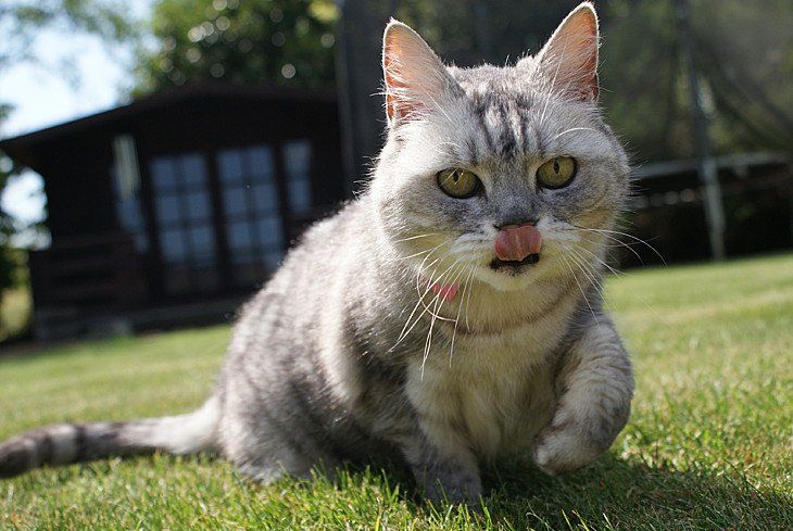 Loudest Purr by a Domestic Cat Ever