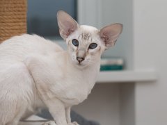 Lynx point Siamese