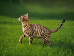 Mackerel tabby cat Toyger cat with stripes.