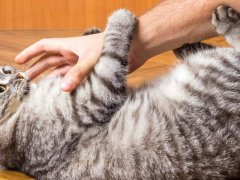 A person's hand engaged in playful interaction with an affectionate cat