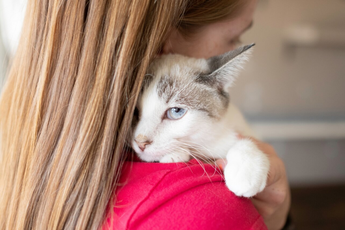 Shy,Cat,On,Her,Foster,Mom's,Shoulder