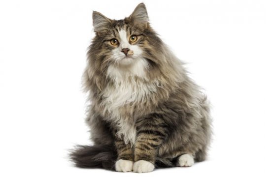 Norwegian Forest