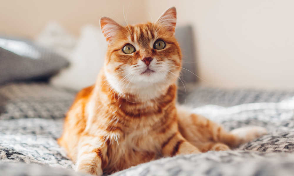 Warrior cat names: Orange cat relaxing on a bed