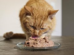 orange cat eating Nulo Freestyle Grain Free Turkey & Chicken Recipe