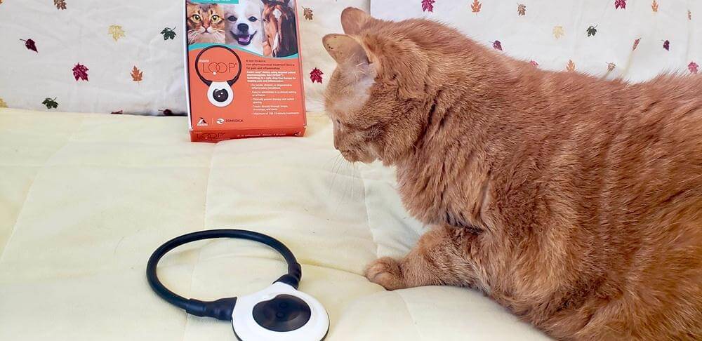 orange cat looking at assisi loop device