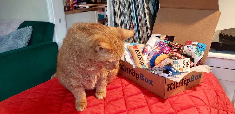 orange cat looking at kitnipbox toys and treats