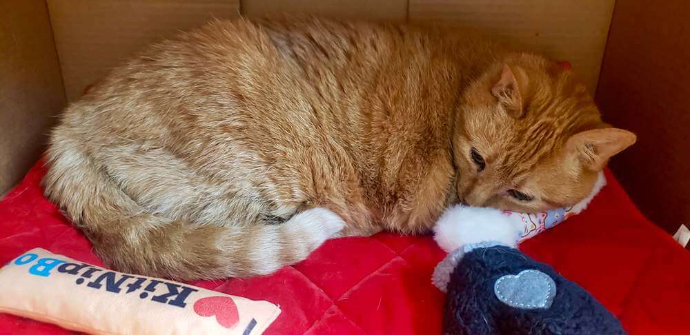 orange cat sleeping on soft plush toys