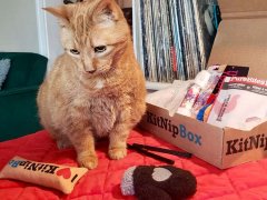 orange cat surrounded by kitnipbox toys