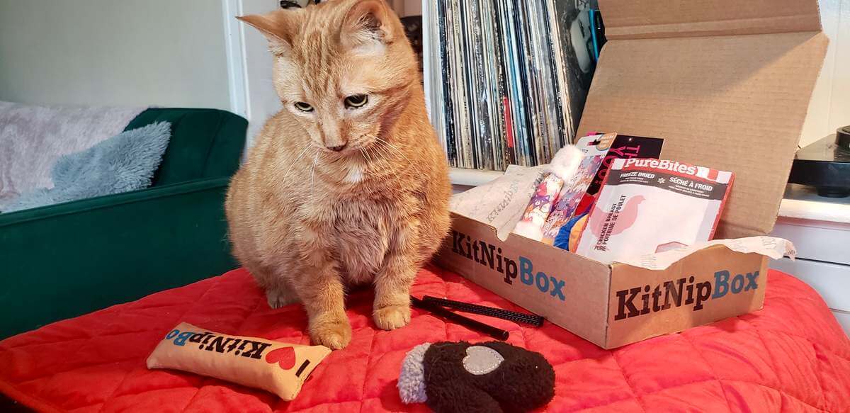 orange cat surrounded by kitnipbox toys