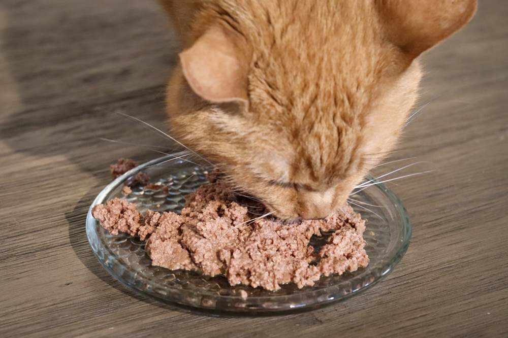 Fancy Feast Wet Canned Cat Food Chicken Tender Beef Turkey & Giblets Feast Classic Pate