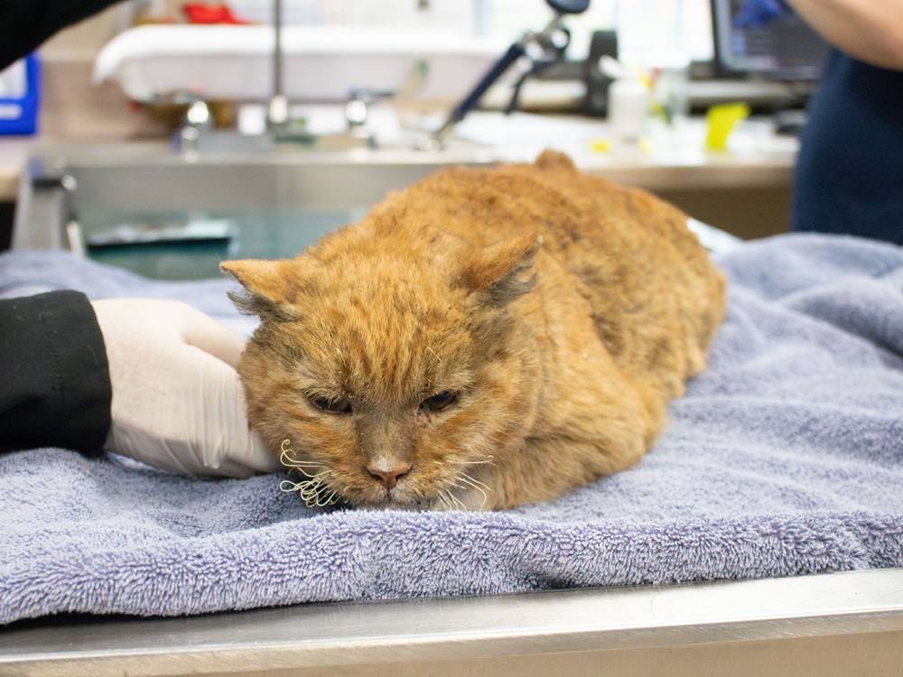 Pasadena-Humane-Facebook_Burned-orange-tabby-cat