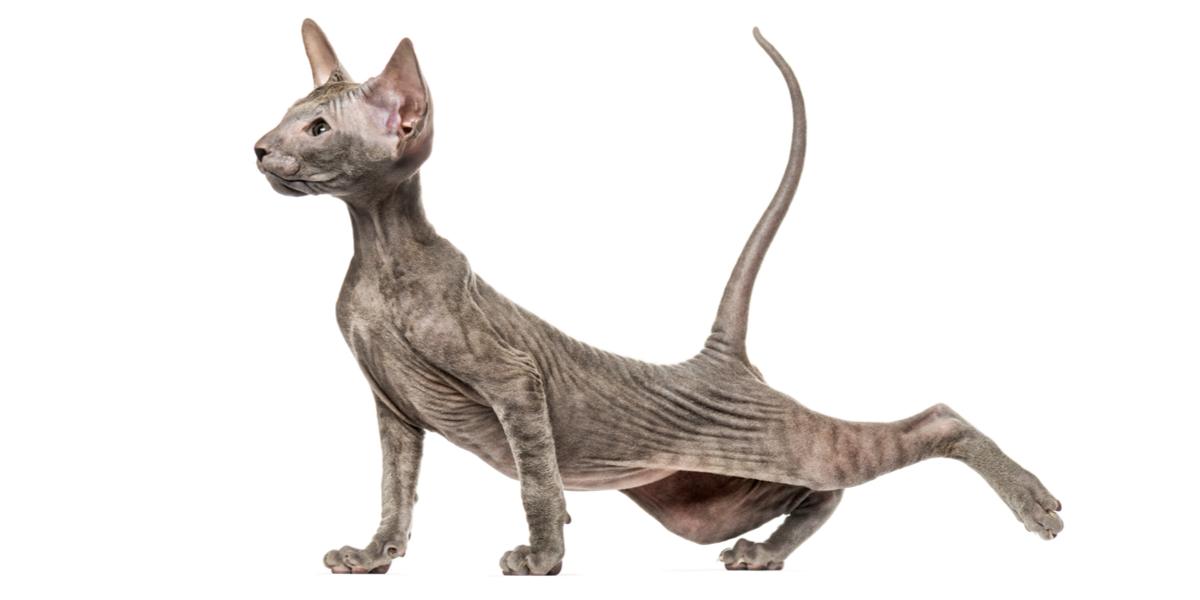 Peterbald