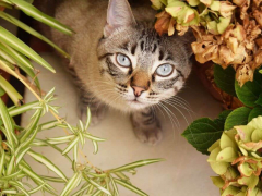 Cat surrounded by flowers